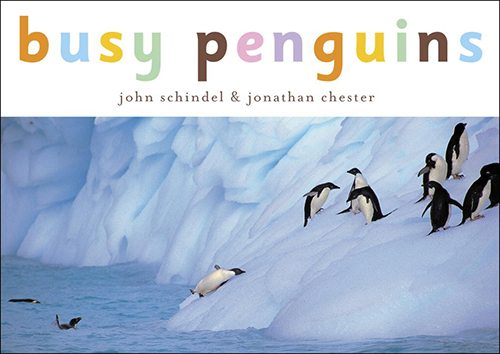 11. Busy Penguins by John Schindel